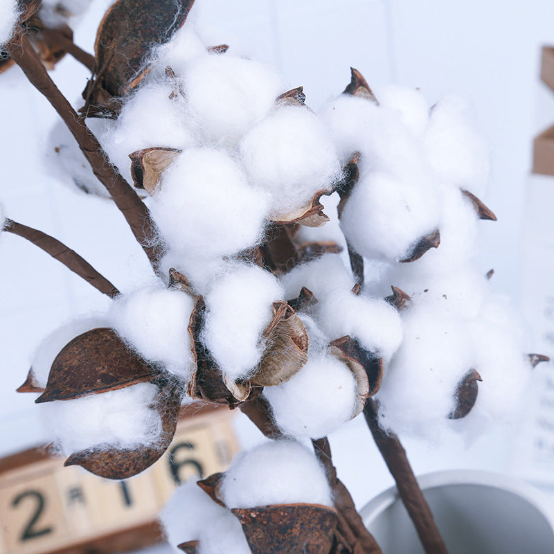 DRIED COTTON FLOWERS