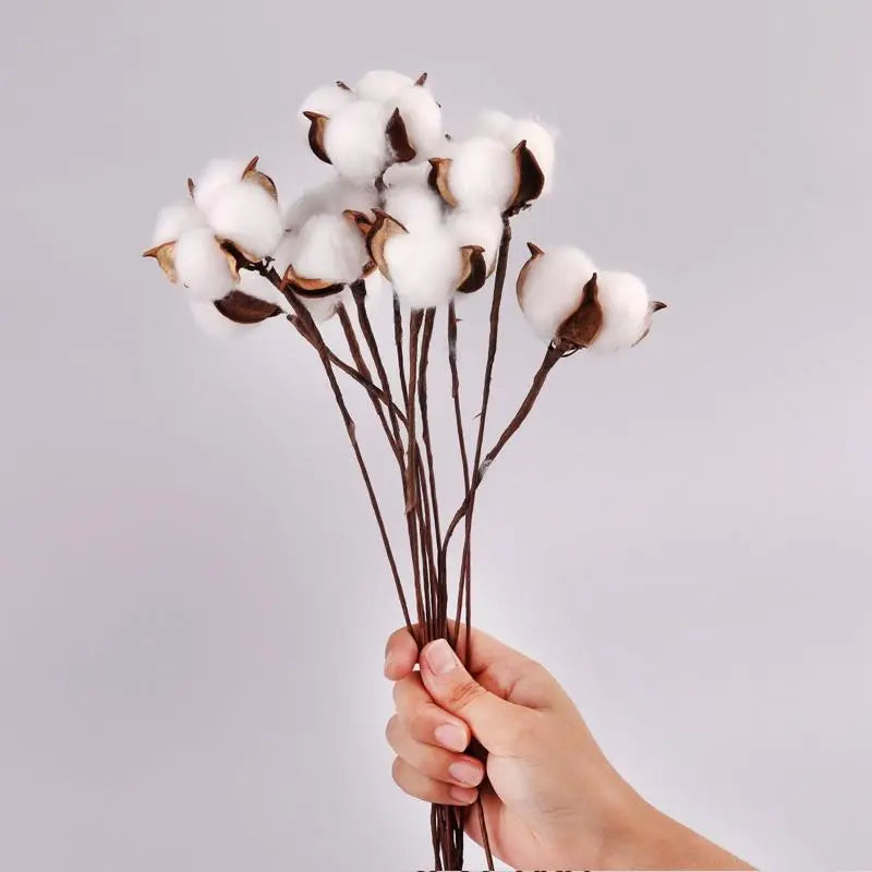 DRIED COTTON FLOWERS