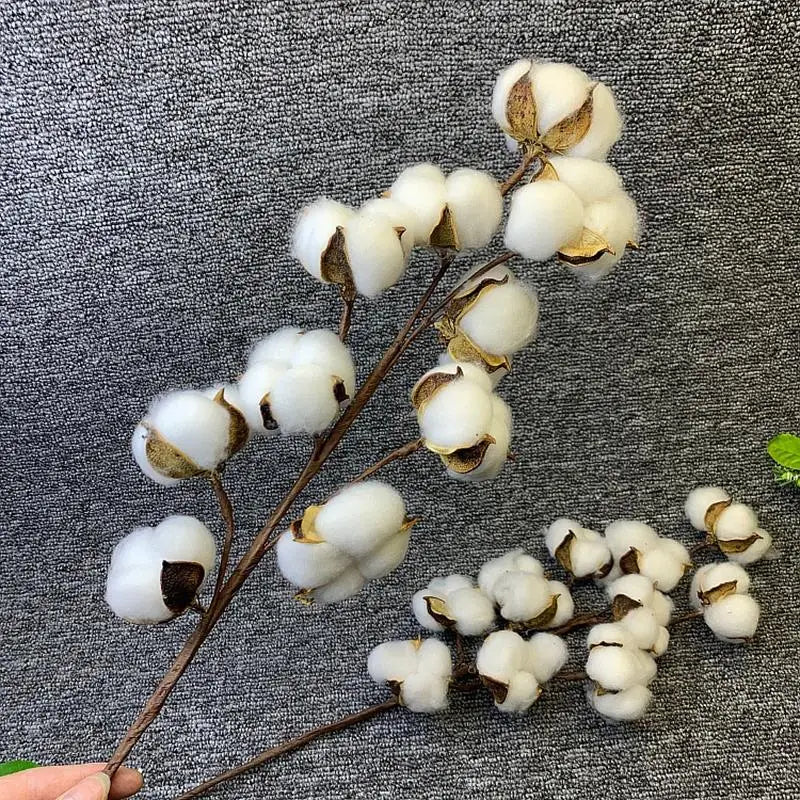 DRIED COTTON FLOWERS