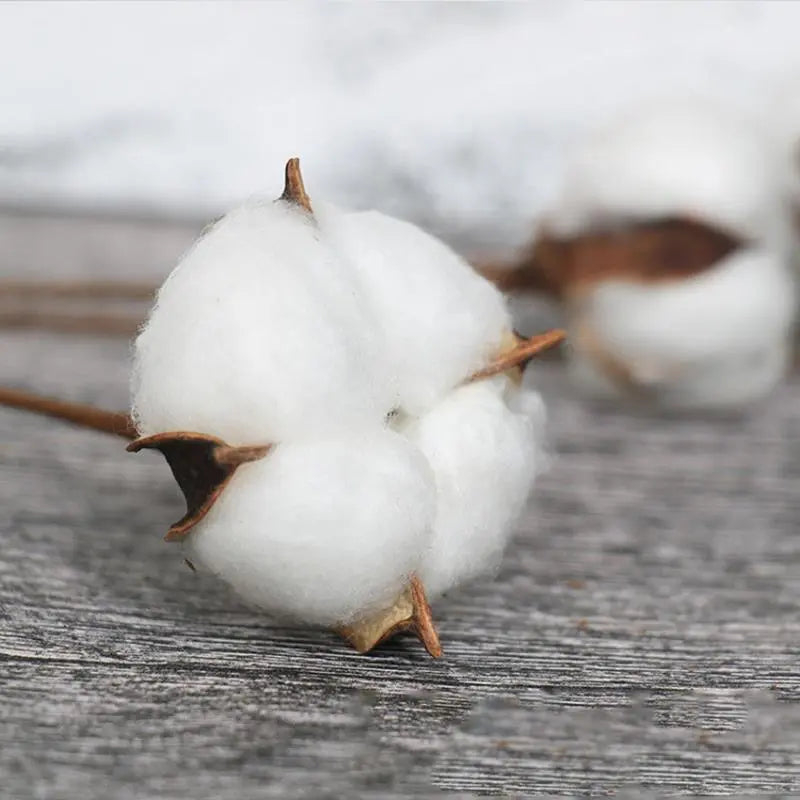 DRIED COTTON FLOWERS