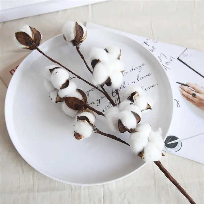 DRIED COTTON FLOWERS