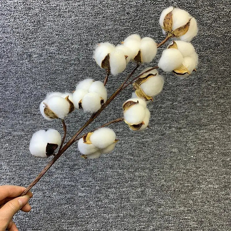 DRIED COTTON FLOWERS