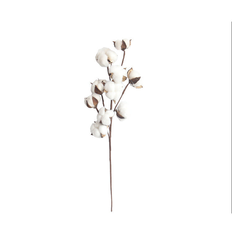 DRIED COTTON FLOWERS